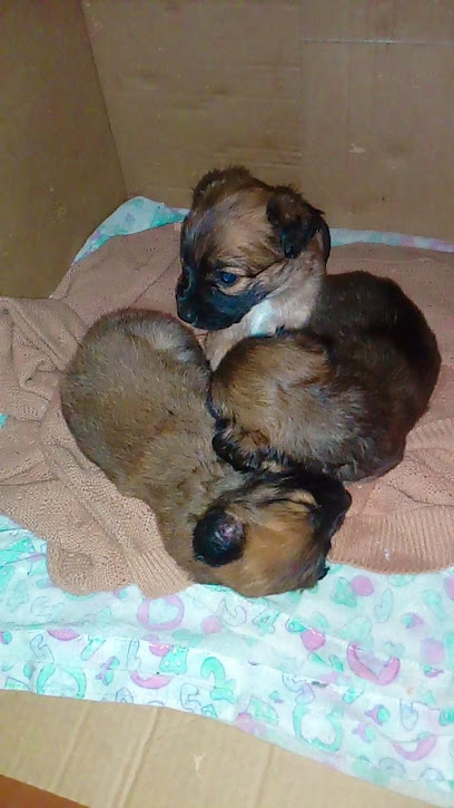 CEPREAD Centro de Prevenção e Recuperação de Animais Domésticos