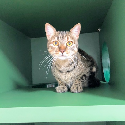 Cat Care - Medicina Felina